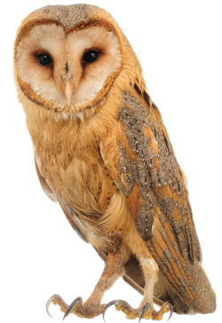 Barn owl