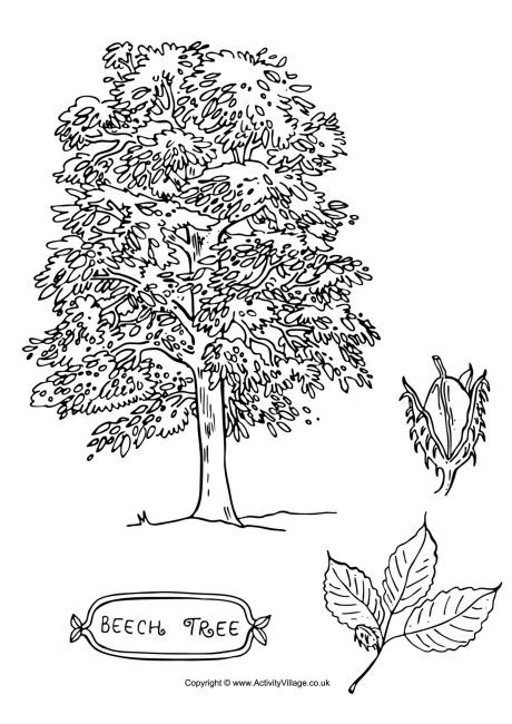 Beech tree colouring page