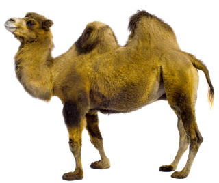 Camels