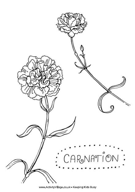 Carnation coloring page