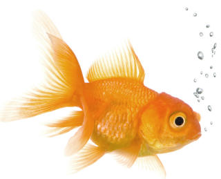 Goldfish