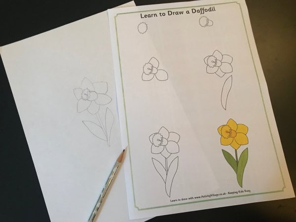 Learning to draw a daffodil