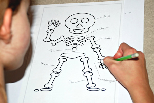 Adding his own labels to the skeleton colouring page
