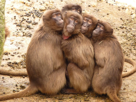 Baboon huddle!