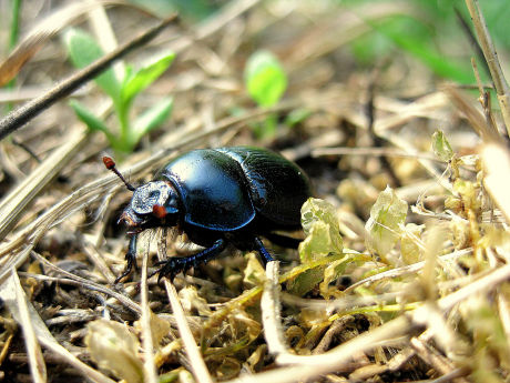 Beetles at Activity Village