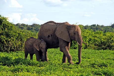 Botswana elephants