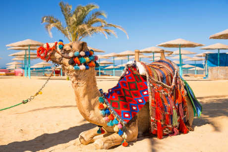Camel on beach, Egypt