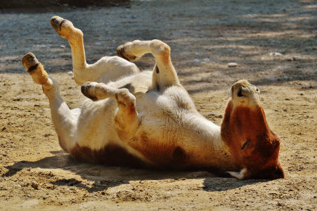 Donkey frolicking on the beach