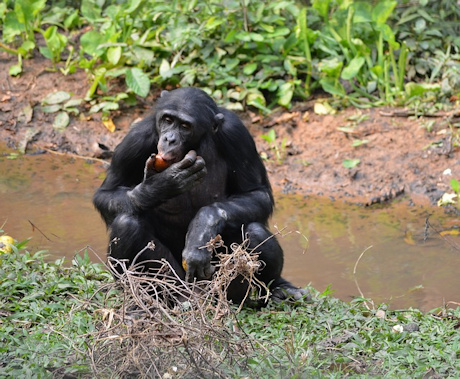 A chimp at Virunga National Park in DRC