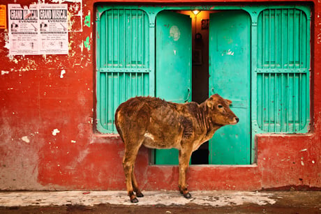A sacred cow outside a colourful building