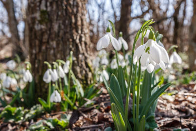 Snowdrops in the forest