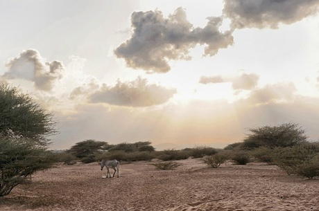 A zebra in the Djibouti landscape