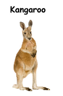 Aussie animals mini booklets