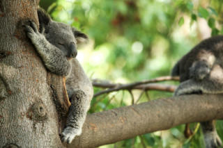 Koalas