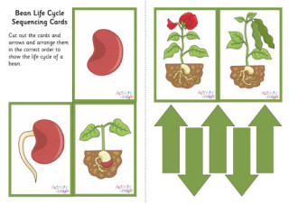 Life Cycle Sequencing Activities
