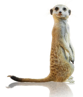 Meerkats