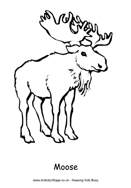 canada animals coloring pages - photo #21