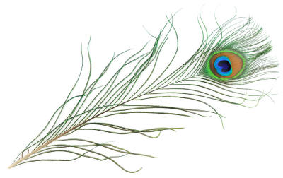 Peacock feather