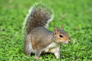 Squirrel on grass