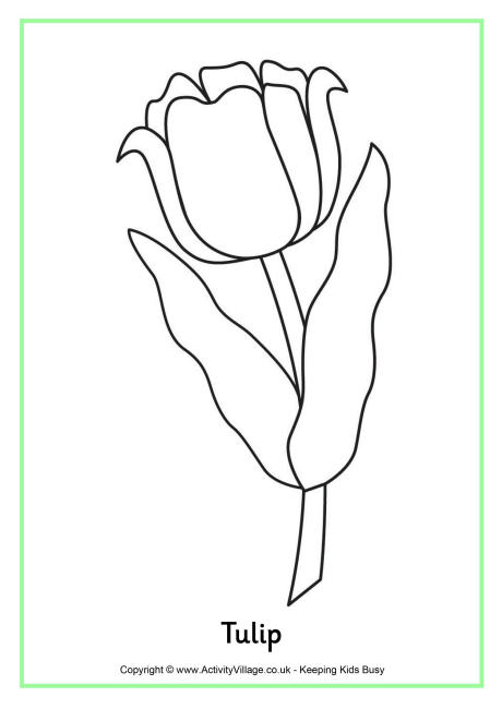 Tulip colouring page