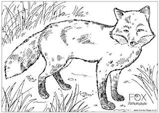 fox colouring coloring pages wildlife print realistic foxes animal animals printable british sheets pdf badger activityvillage activity templates forest cat