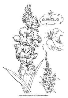 Gladiolus colouring page