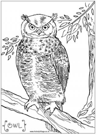 Owl Colouring Page