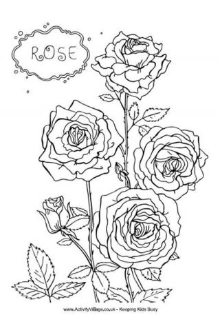 Rose Colouring Page