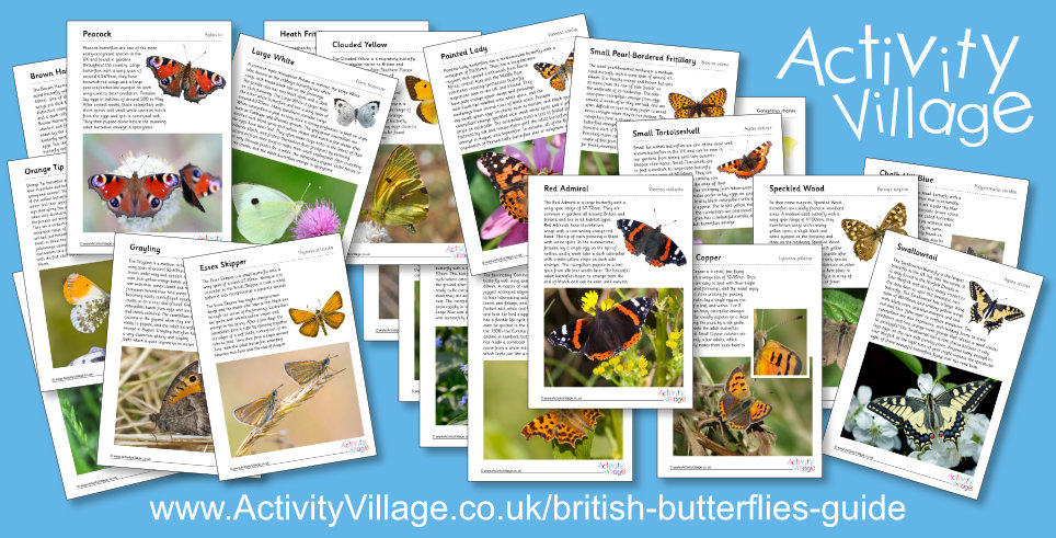 New British Butterflies Guide New British Butterflies Guide