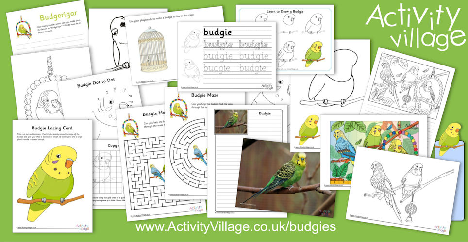 New Budgie Fun New Budgie Fun
