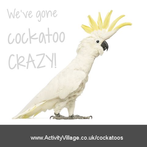 We've Gone Cockatoo Crazy! We've Gone Cockatoo Crazy!