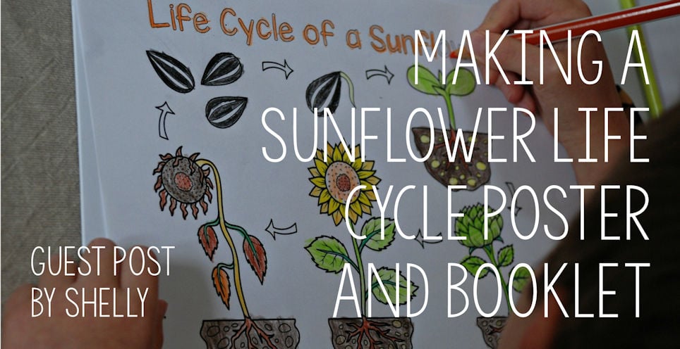 Guest Post - Making a Sunflower Life Cycle Poster and Booklet Guest Post - Making a Sunflower Life Cycle Poster and Booklet