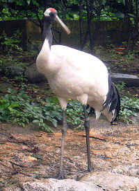 crane photo