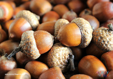 Acorns poster Acorns poster