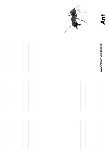 Ant booklet Ant booklet