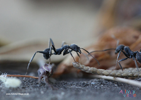 Ant Poster 2