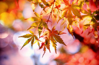 Autumn Equinox for Kids