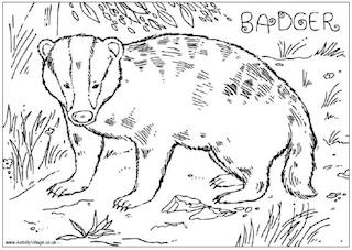 Badger colouring pages