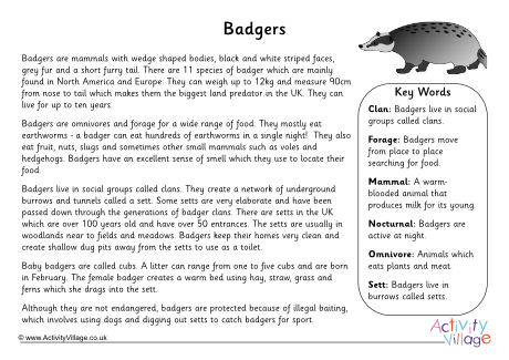 Badger Fact Sheet 