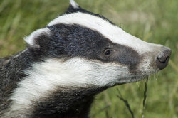 Badgers