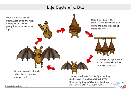 Bat Life Cycle Poster 2