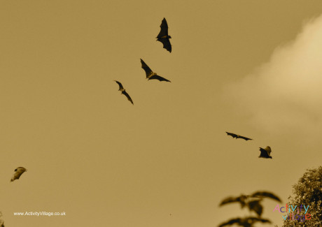 Bats Poster Bats Poster