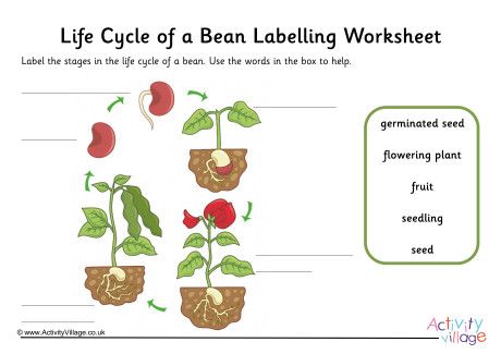 Bean Life Cycle Labelling Worksheet Guided Bean Life Cycle Labelling Worksheet Guided
