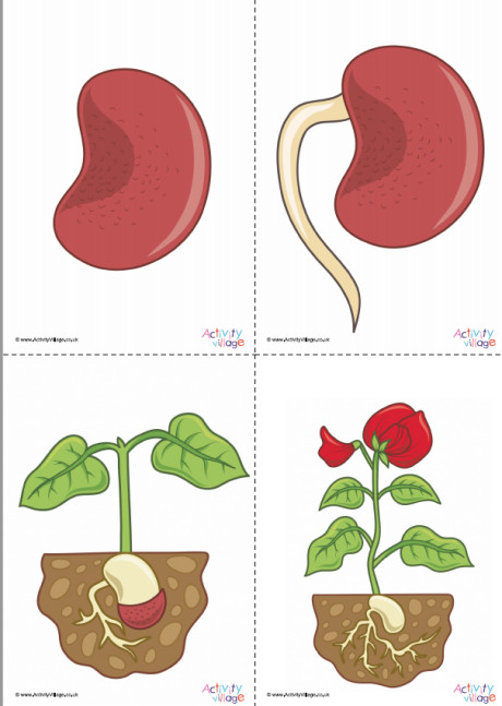 Bean Life Cycle Posters Set Bean Life Cycle Posters Set