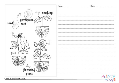 Bean Life Cycle Story Paper - Labelled Bean Life Cycle Story Paper - Labelled
