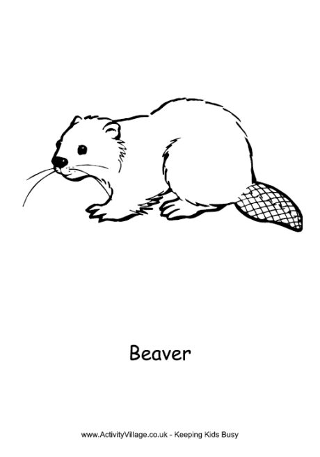 Beaver Colouring Page