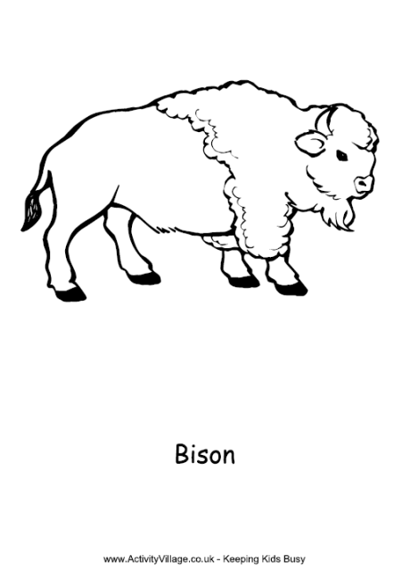 Bison colouring page