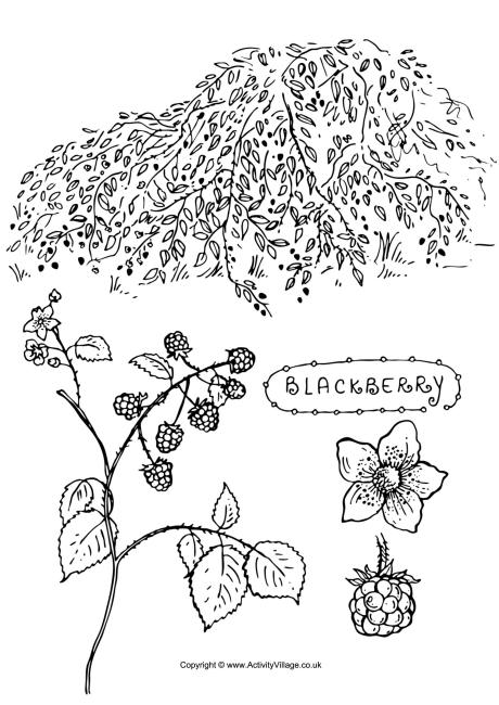 Blackberry colouring page