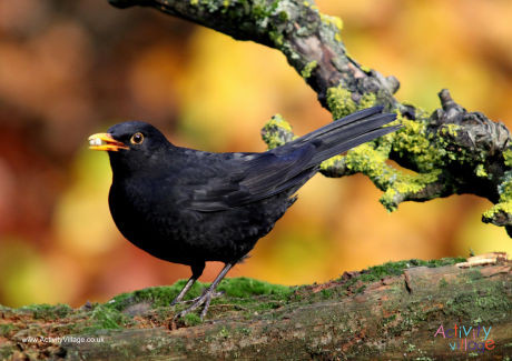 Blackbird Poster 2