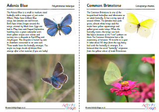 British Butterflies